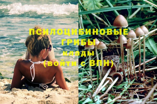 крисы Алзамай